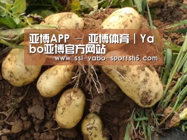 种植基地六