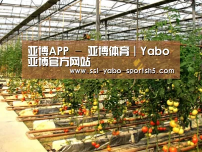 种植基地二(图1)